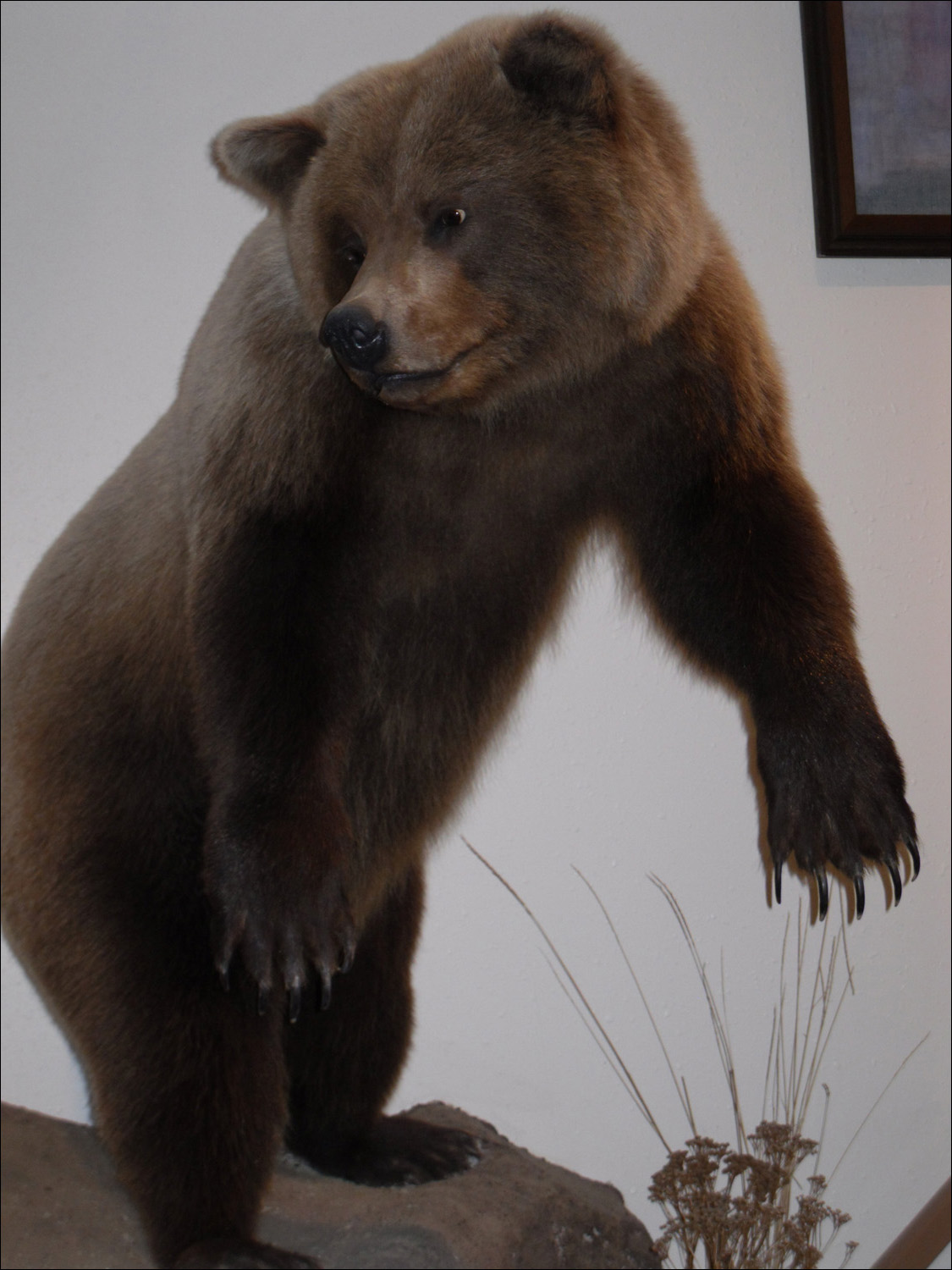 Fort Benton, MT Agriculture Museum-grizzly bear